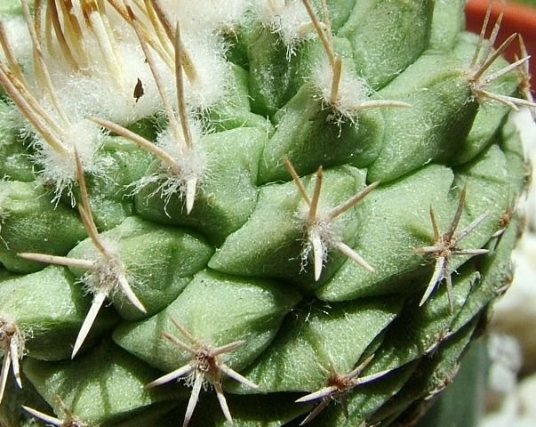 Strombocactus_ disciformis_ ssp.disciformis _08
